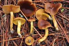 Cortinarius thiersii image