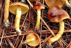 Cortinarius thiersii image