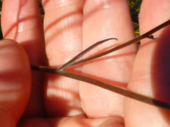 Othonna linearifolia