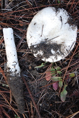 Amanita baccata image