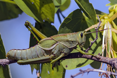 Staleochlora viridicata