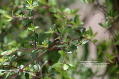 Forestiera phillyreoides