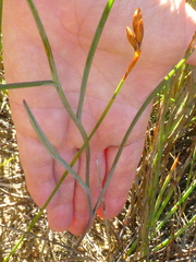 Othonna linearifolia