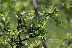 Forestiera phillyreoides