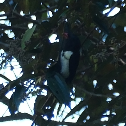 Red-billed Pied Tanager (Lamprospiza melanoleuca), photo 8