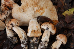 Tricholoma dryophilum image