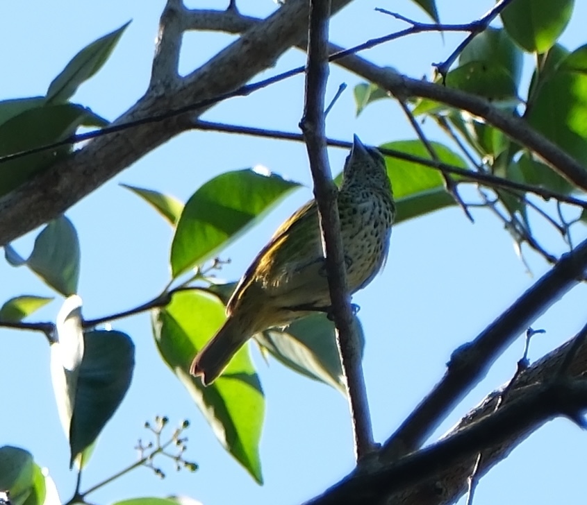 Spotted Tanager (Ixothraupis punctata), photo 9