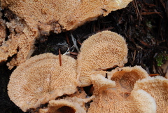 Merulius tremellosus image