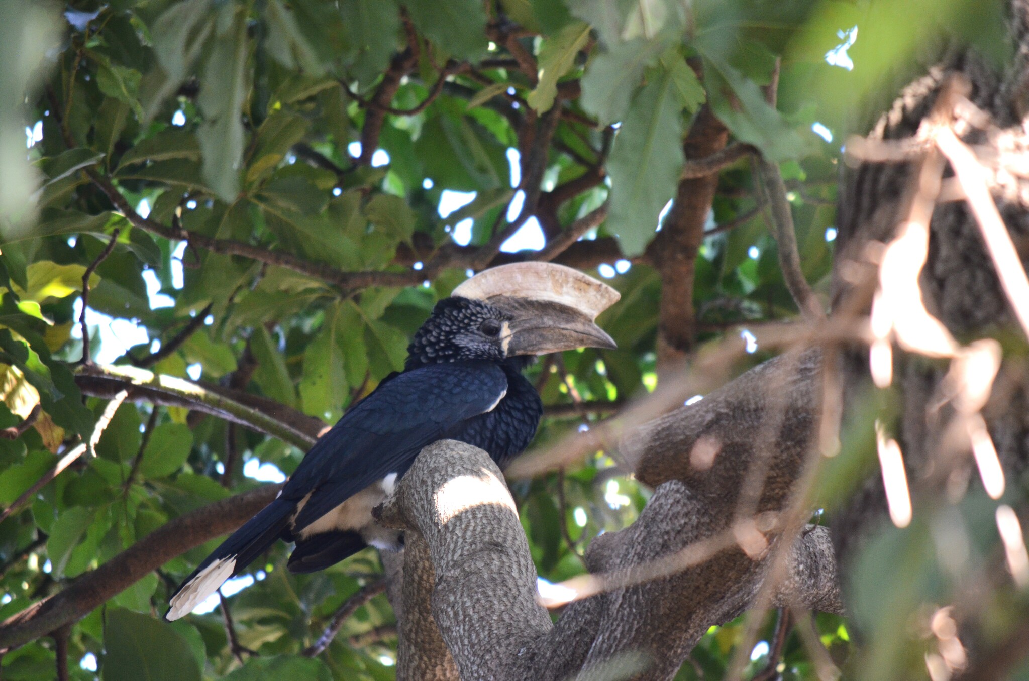 Silvery-cheeked Hornbill (Bycanistes brevis)