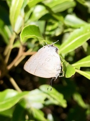 Symbiopsis lenitas