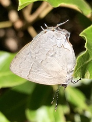 Symbiopsis lenitas