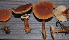 Cystoderma fallax image