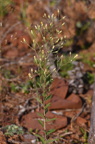 brickellbush aster (Eucephalus brickellioides)