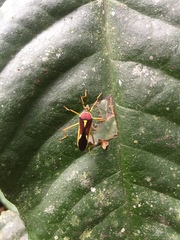 Nectoquintius papillosus