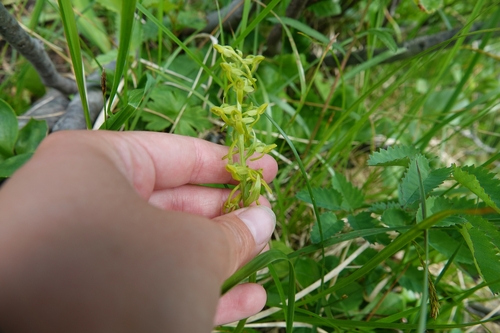 Aleutian bog orchid (Platanthera tipuloides)