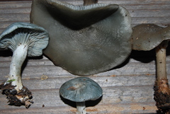 Clitocybe odora image