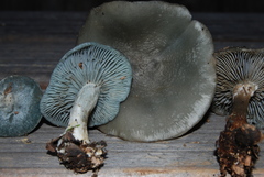 Clitocybe odora image