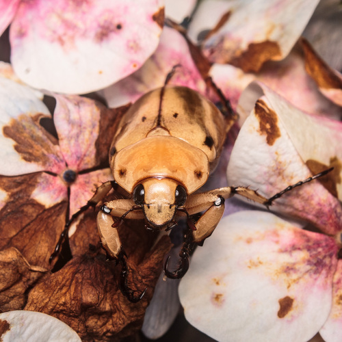 Ancognatha vulgaris