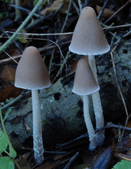 Psathyrella longipes image