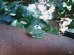 Rhacophorus malabaricus