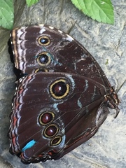 Morpho helenor maculata