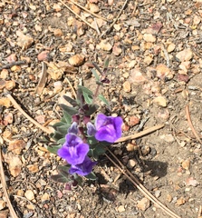 Scutellaria brittonii