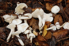 Hygrophorus eburneus image