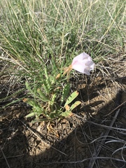 Oenothera albicaulis