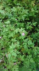 Geranium robertianum