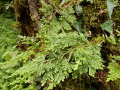 Selaginella involvens