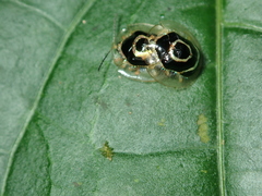 Ischnocodia annulus