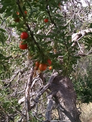 Lycium pallidum