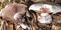 Agaricus bernardii image
