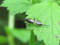 Alloplasta piceator