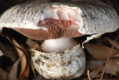 Agaricus bernardii image