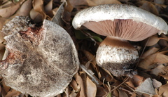 Agaricus bernardii image