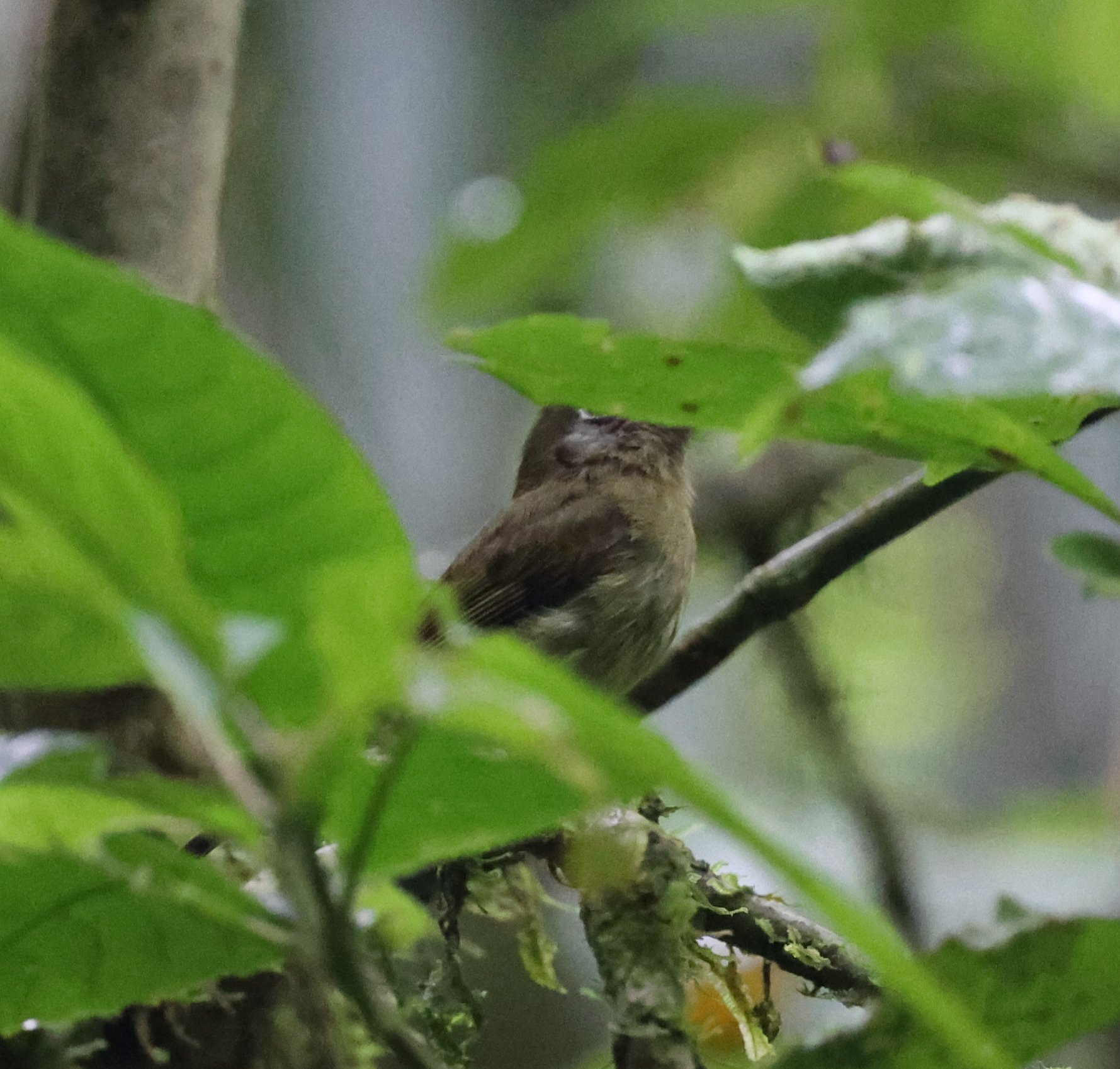 Eye-ringed Flatbill illustration