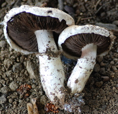 Agaricus bisporus image