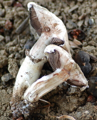 Agaricus bisporus image