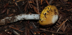 Hygrocybe flavifolia image