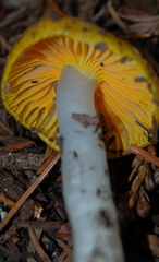 Hygrocybe flavifolia image