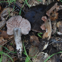 Entoloma ferruginans image