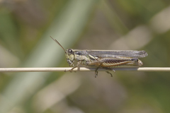 Dichroplus elongatus