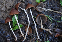 Psathyrella atrospora image