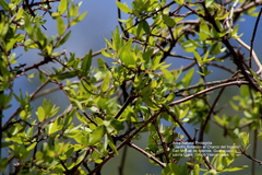 Forestiera phillyreoides