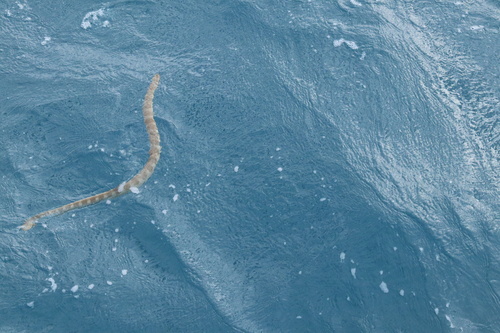 Spine-bellied Sea Snake