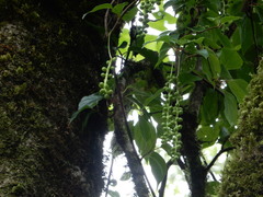 Schisandra arisanensis