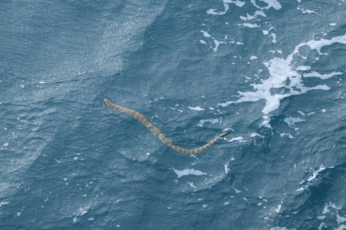 Spine-bellied Sea Snake