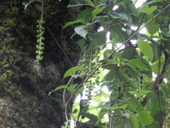 Schisandra arisanensis