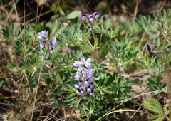 Lupinus perennis